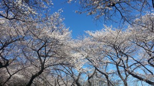 石神井公園の桜